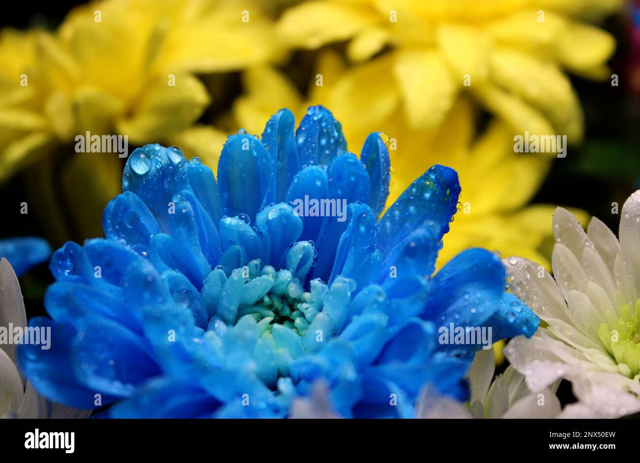 Detailliertes Foto von Tropfen auf gelben und blauen Blumen in den Farben der ukrainischen Flagge Stockfoto