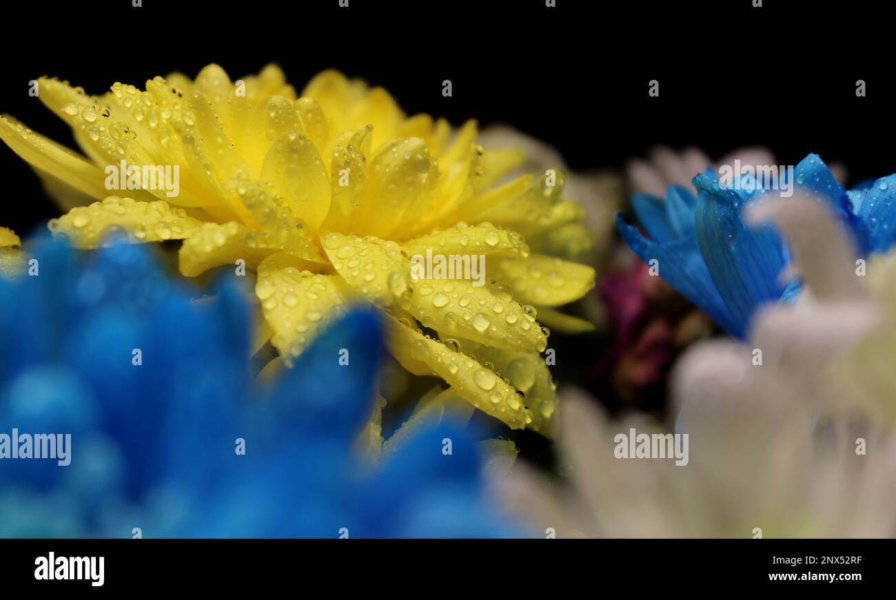 Makroaufnahme von Wassertropfen auf einer wunderschönen bunten Blumenseite Stockfoto
