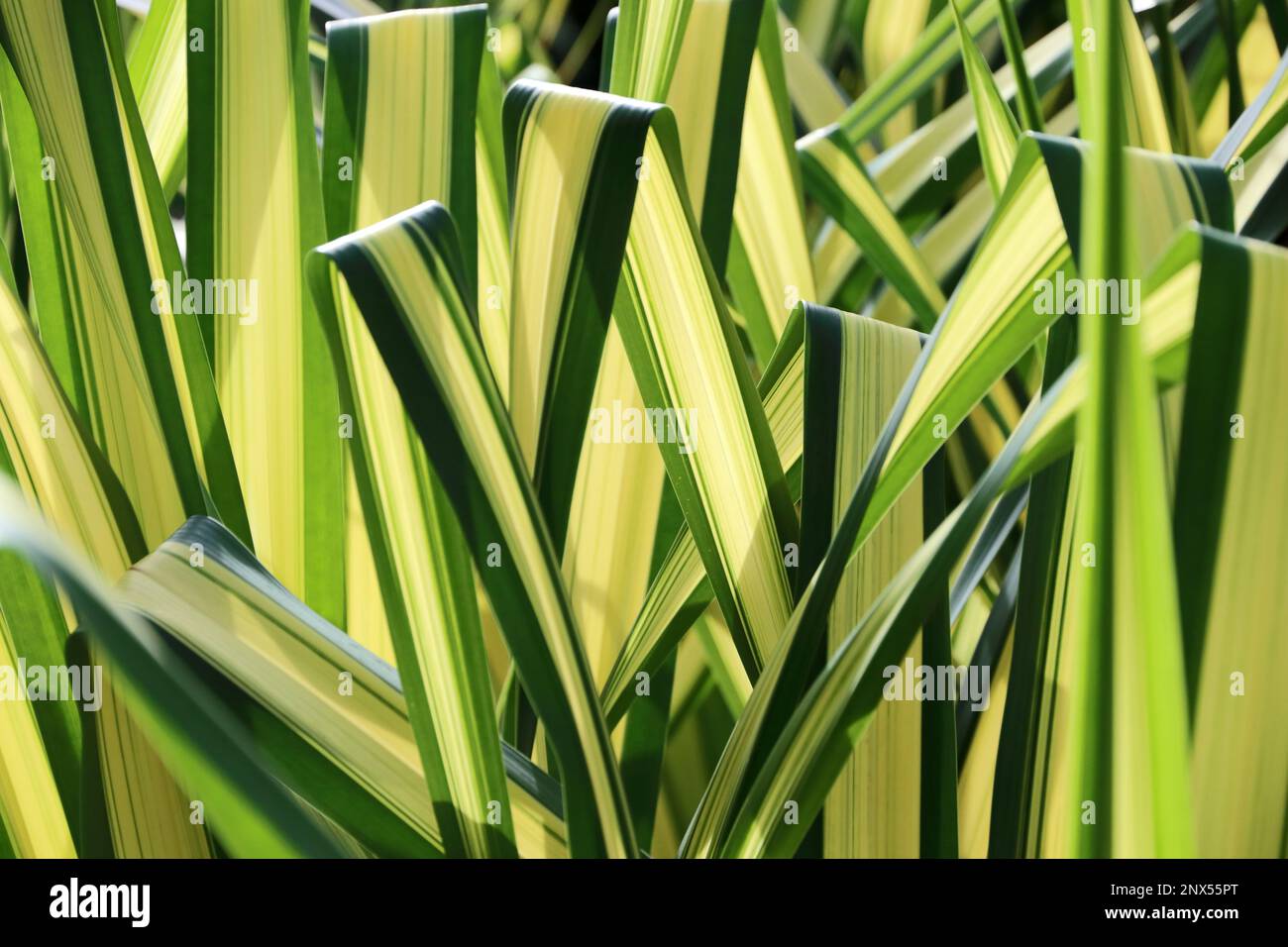 Uber die Blattvariationen der Yucca-Filamentosa-Pflanze Stockfoto