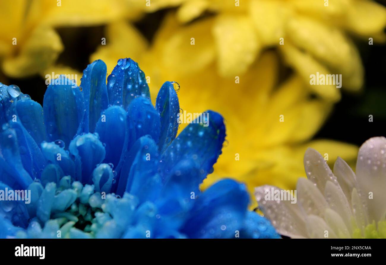 Konzeptfoto einer gelben und blauen Blume mit Wassertropfen, die Tränen auf Blumen in den Nationalfarben der Ukraine symbolisieren Stockfoto