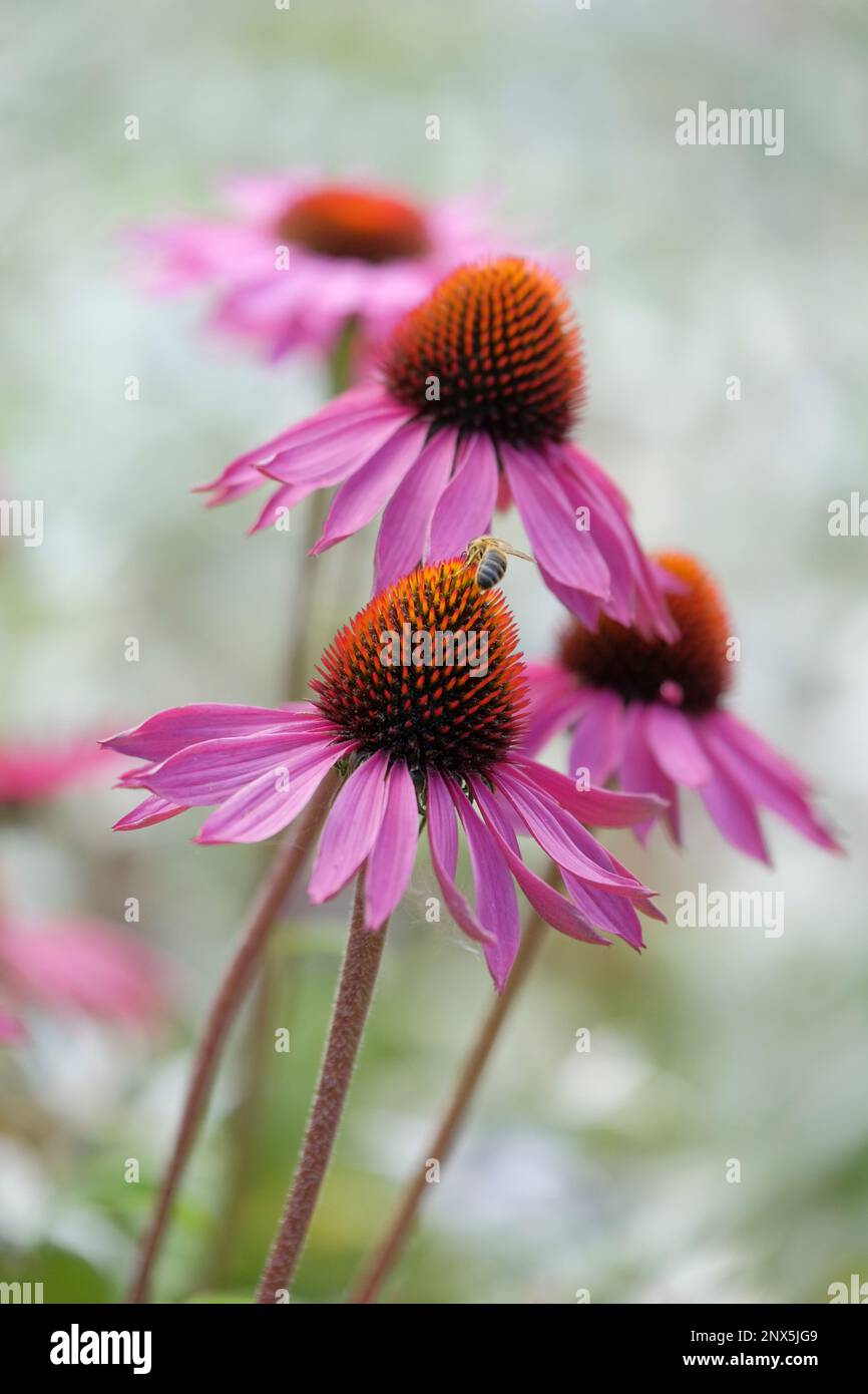Rudbeckia purpurea, Purpursonnenhut, ganzjährig, Honigbiene, die sich von Blütenköpfen ernährt Stockfoto
