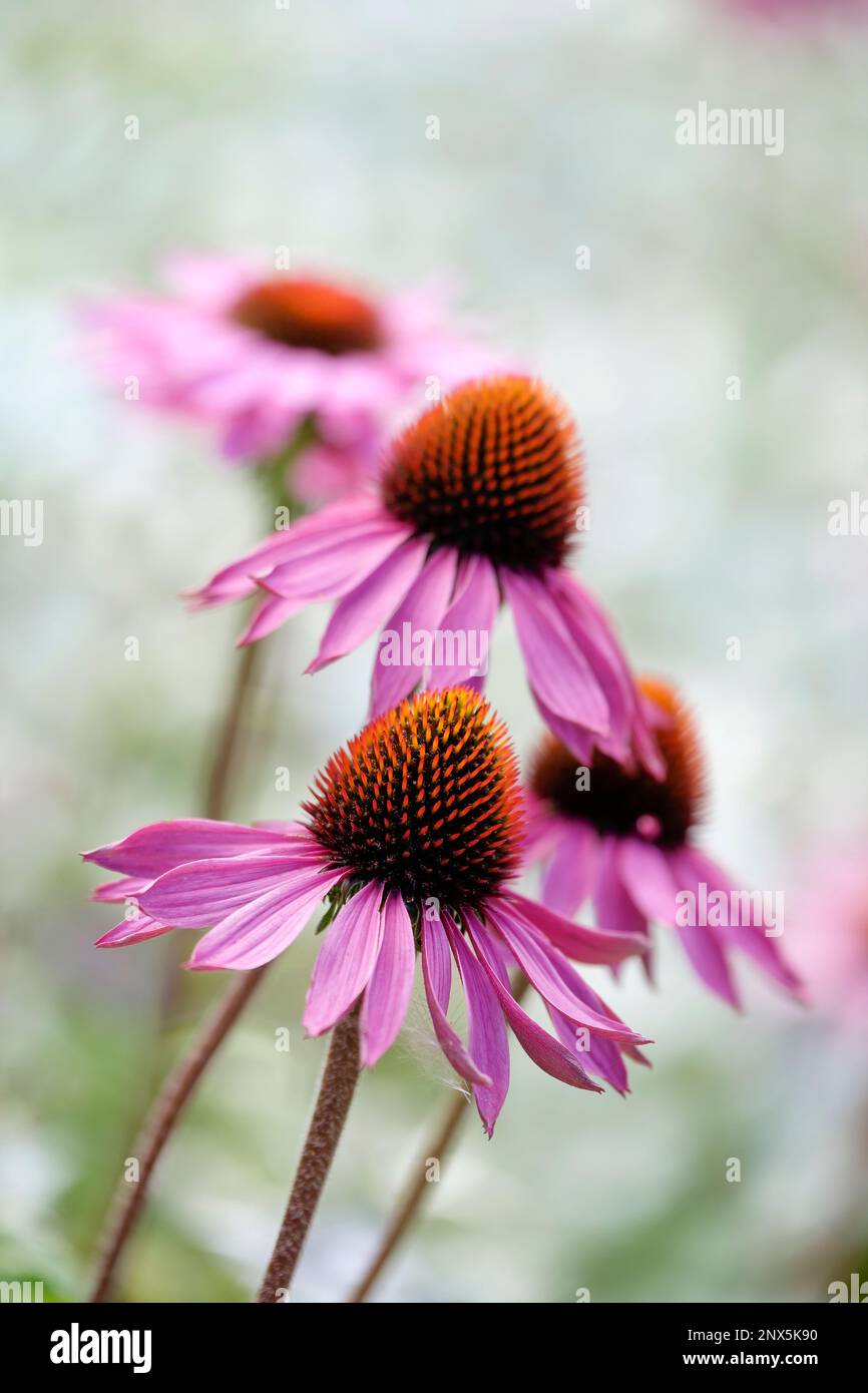 Rudbeckia purpurea, Purpursonnenhut, ganzjährig mit solitären Blütenköpfen, hellvioletten Strahlen und brauner Mittelscheibe, schwarzer samson, östliches Lila CO Stockfoto