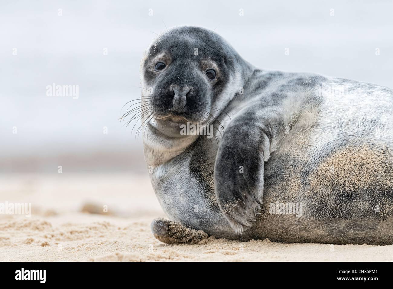 Atlantic Grey Seal, Halichoerus grypus, Welpe mit 6 Wochen alt, geformt.. Norfolk Januar Stockfoto