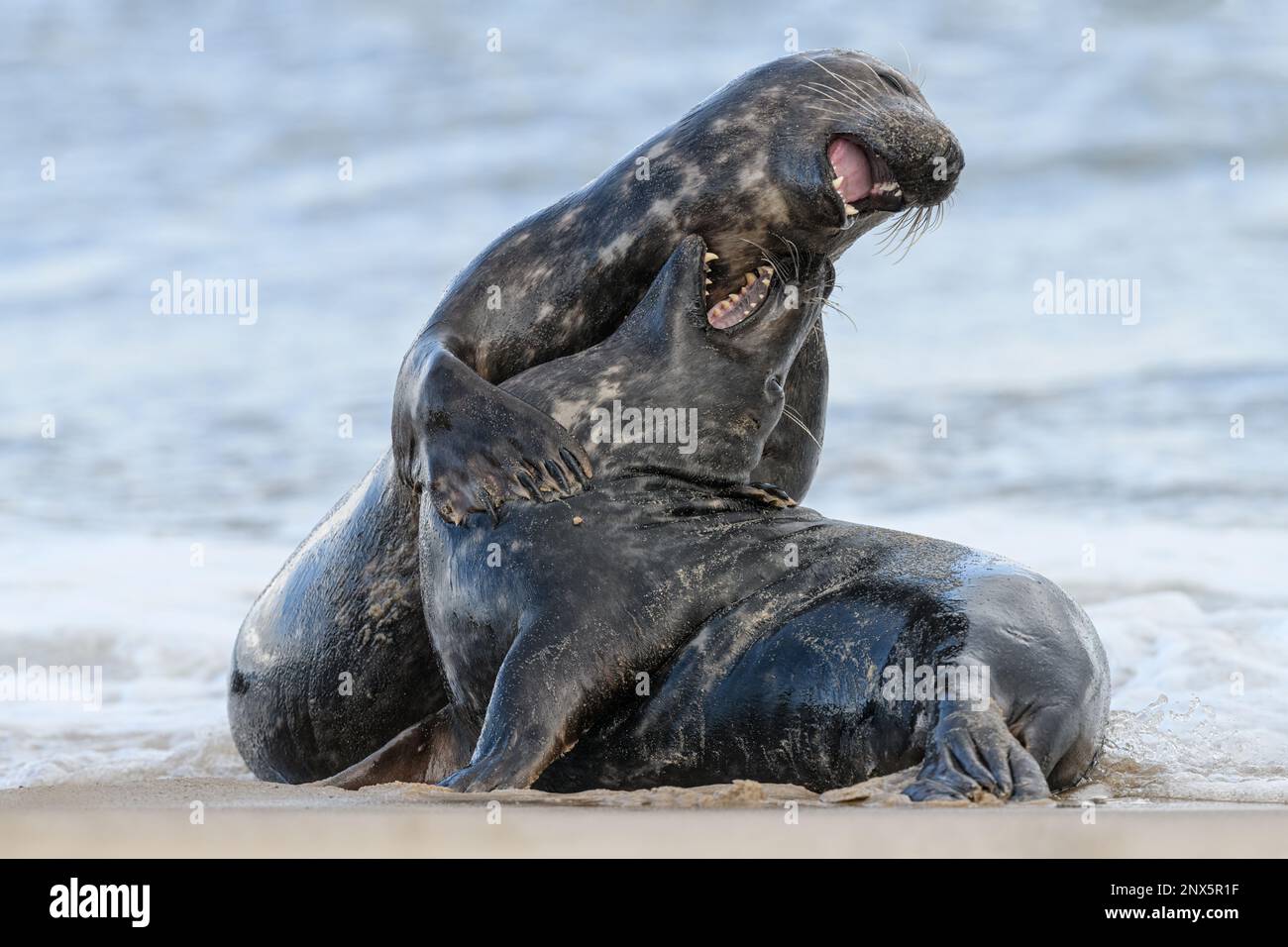 Atlantic Grey Seal, Halichoerus grypus, Young Seals spielen Kämpfe. Norfolk Oktober Stockfoto