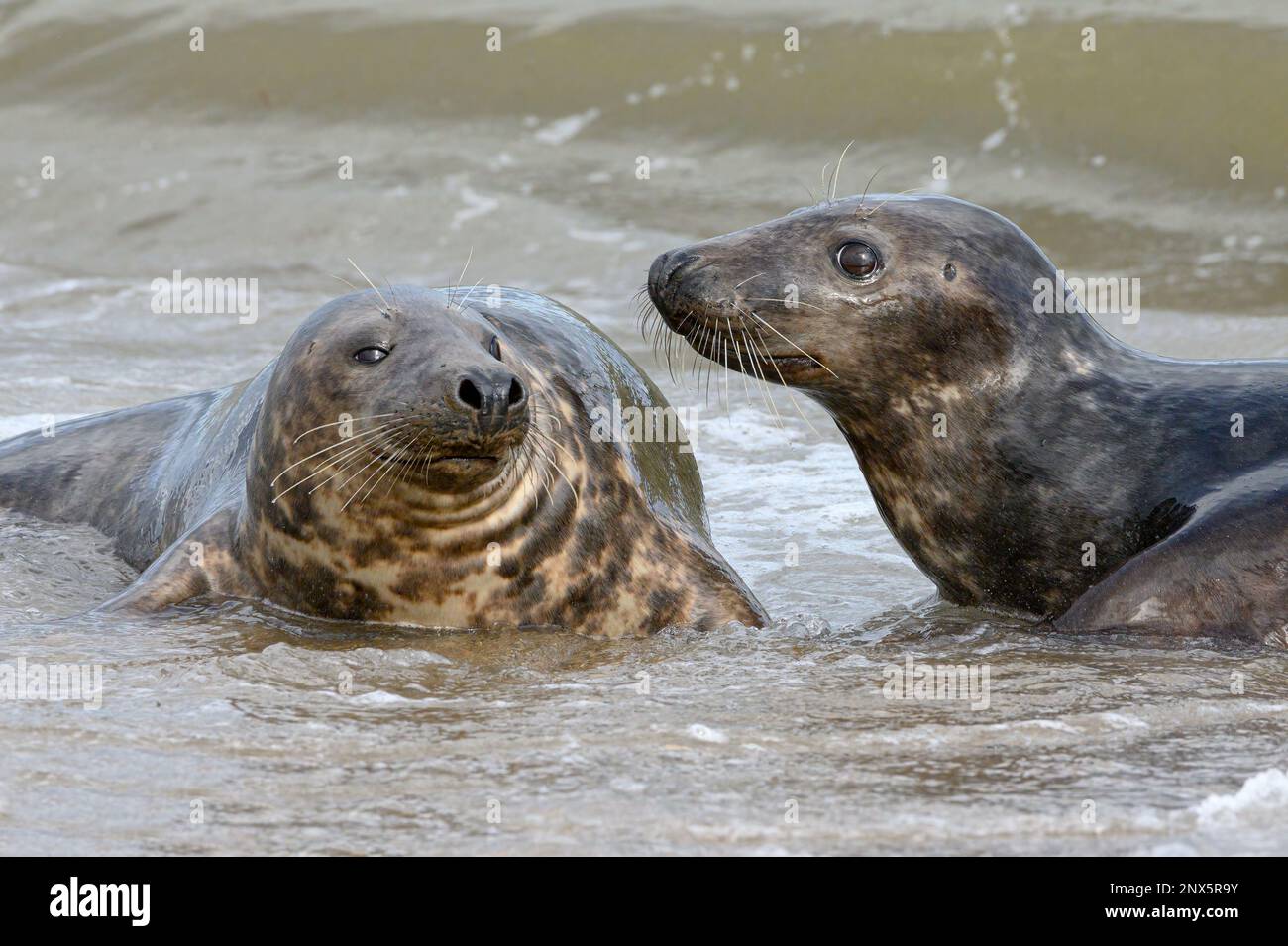 Atlantic Grey Seal, Halichoerus grypus, Eine junge männliche und weibliche Werbetruppe, zusammen im Meer Norfolk, November Stockfoto