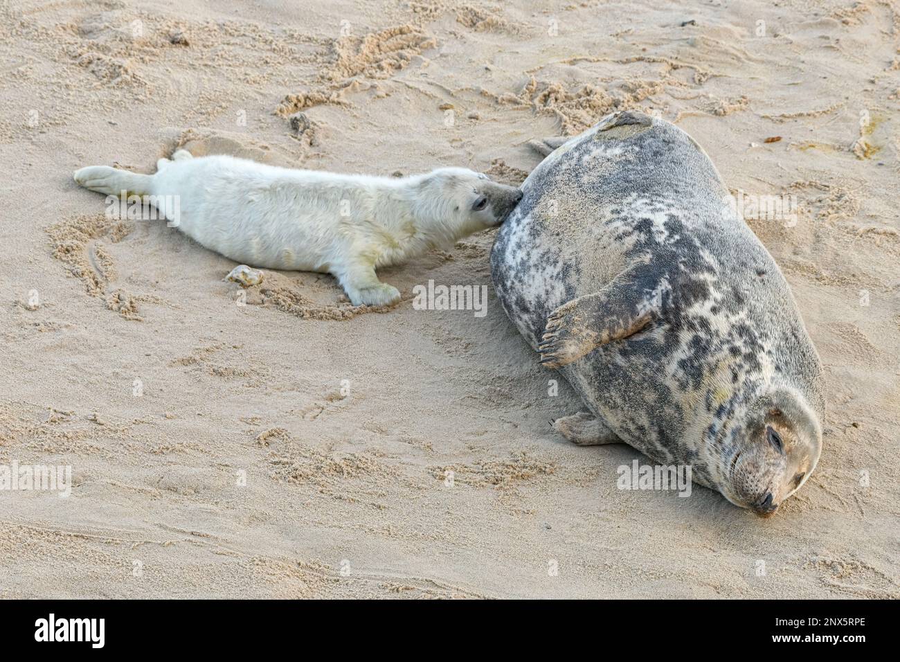Atlantic Grey Seal, Halichoerus grypus, weiblicher Saugjunge Norfolk, November Stockfoto