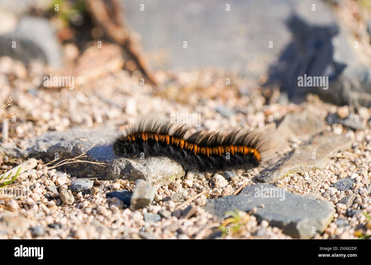 Eine Raupe aus Fuchsmotten. Insekten-Nahaufnahme. Macrothylacia rubi. Stockfoto