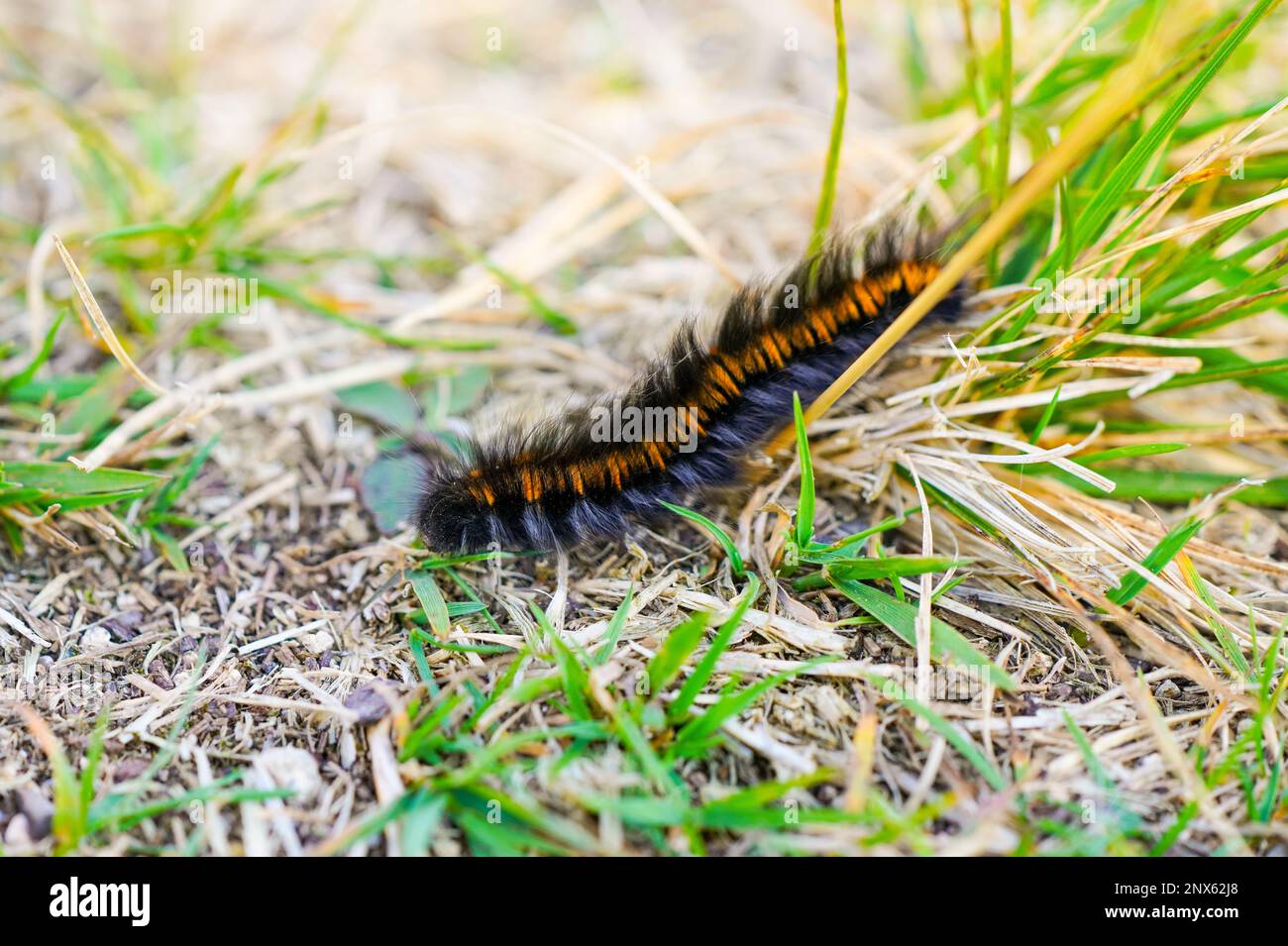 Eine Raupe aus Fuchsmotten. Insekten-Nahaufnahme. Macrothylacia rubi. Stockfoto