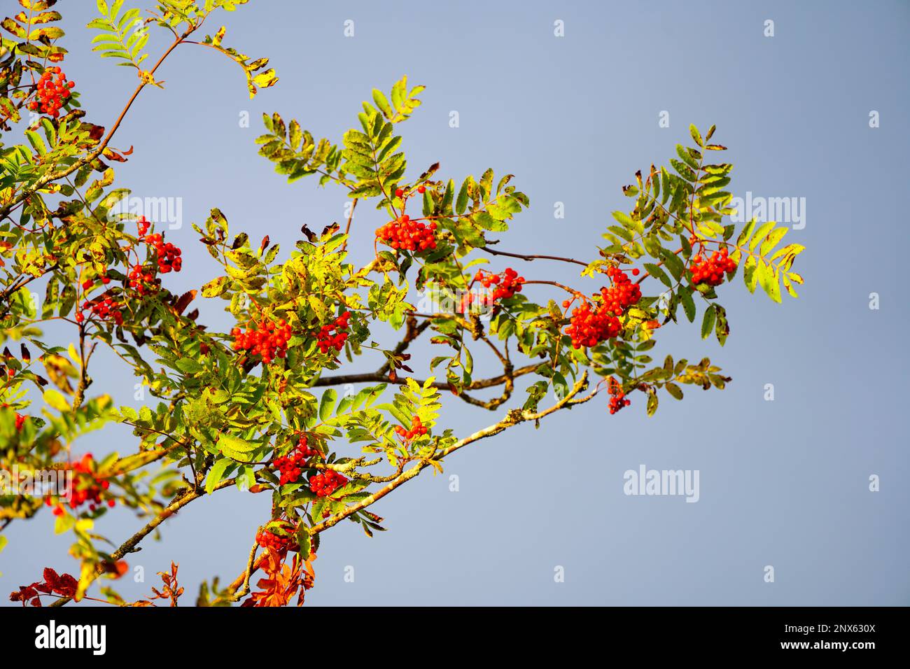 Rote Beeren aus Asche. Sorbus aucuparia Stockfoto