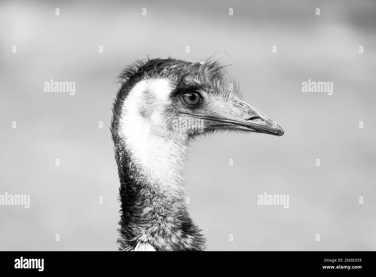 Seitliches Nahaufnahmen-Porträt einer ewu. Großer flugloser Vogel. Dromaius. Stockfoto