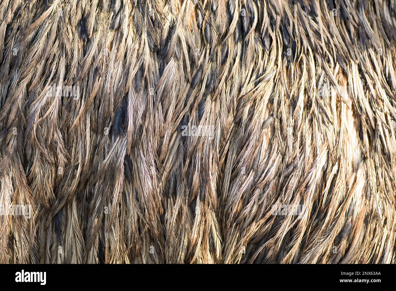 Das Gefieder der ewu. Vogelfedern Nahaufnahme. Federn Hintergrund. Stockfoto