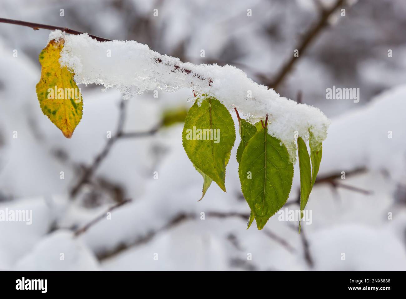 Herbstgelbe Blätter auf einem Ast, der im Schnee bedeckt ist. Winterhintergrund, Winterblätter, Nahaufnahme. Stockfoto