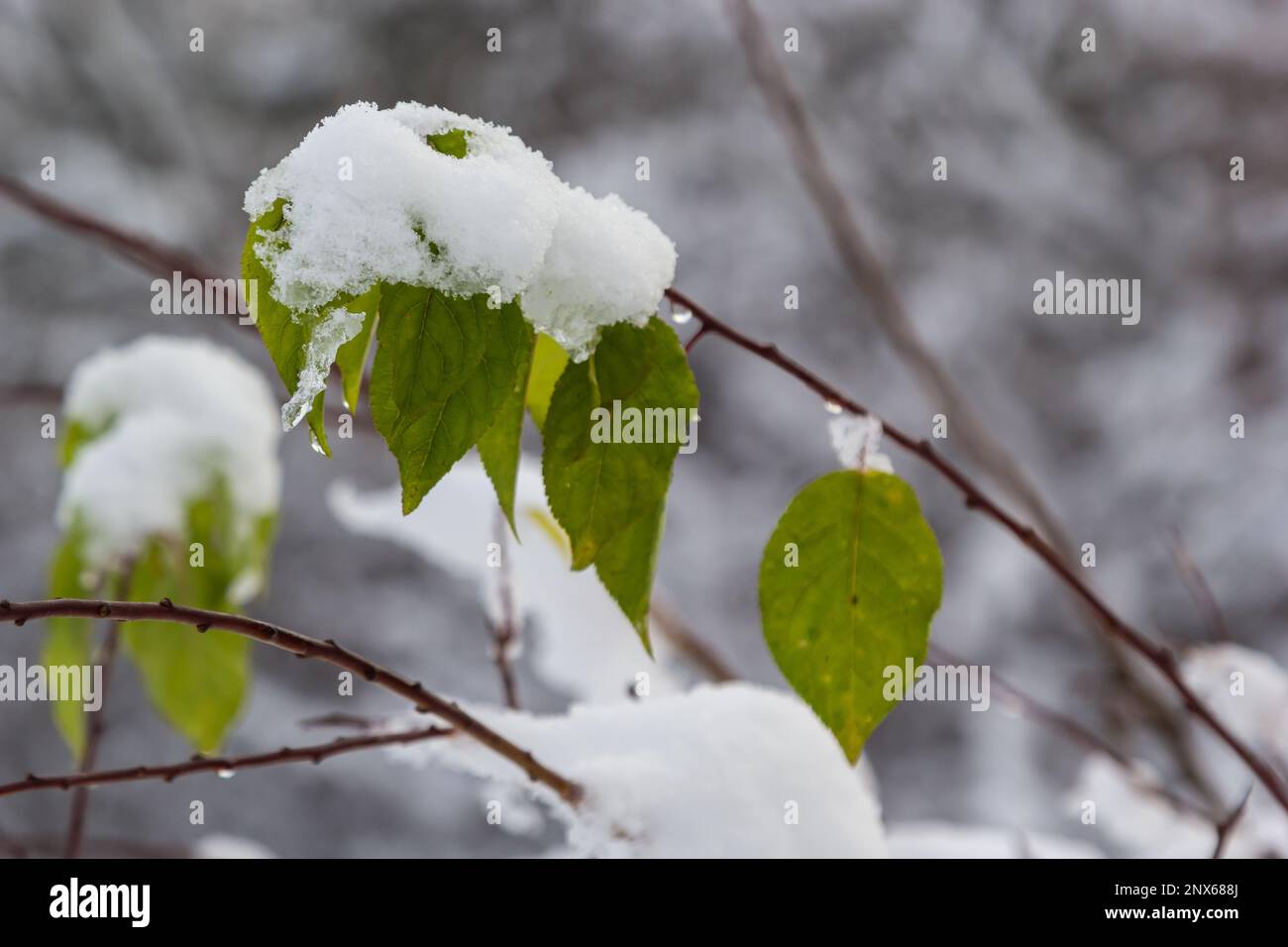 Herbstgelbe Blätter auf einem Ast, der im Schnee bedeckt ist. Winterhintergrund, Winterblätter, Nahaufnahme. Stockfoto