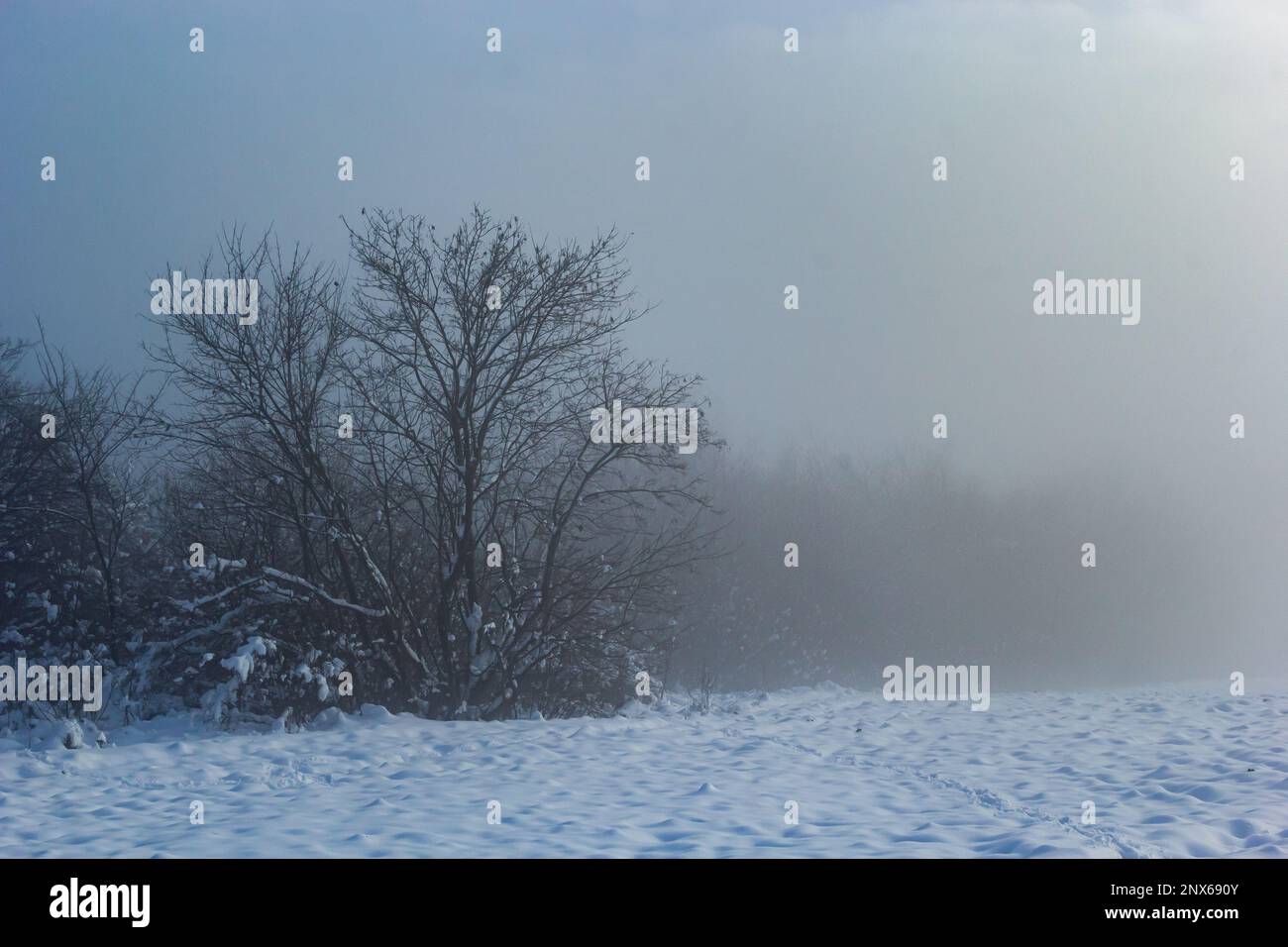 Wunderschöne Winterlandschaft mit schneebedeckten Bäumen. Blauer Himmel und strukturierter Schnee. Wintergeschichte. Stockfoto