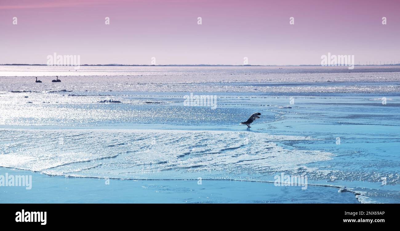 Winterlandschaft am Ringkobing Fjord, Dänemark Stockfoto