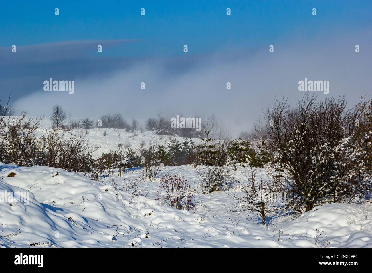 Wunderschöne Winterlandschaft mit schneebedeckten Bäumen. Blauer Himmel und strukturierter Schnee. Wintergeschichte. Stockfoto