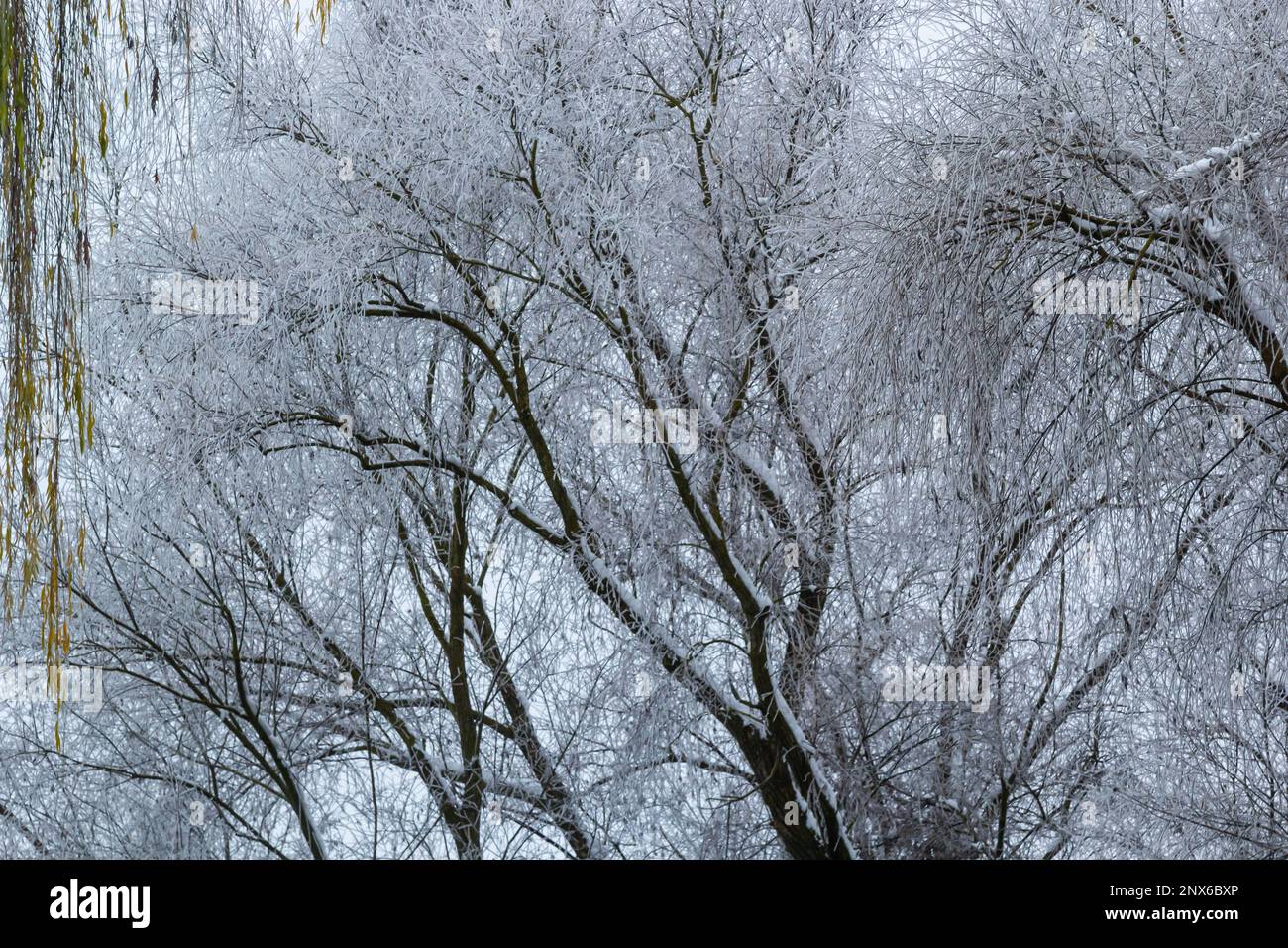 Weinweide mit Eisnebel bombardiert. Frost auf Baumästen bei Frostwetter. Stockfoto