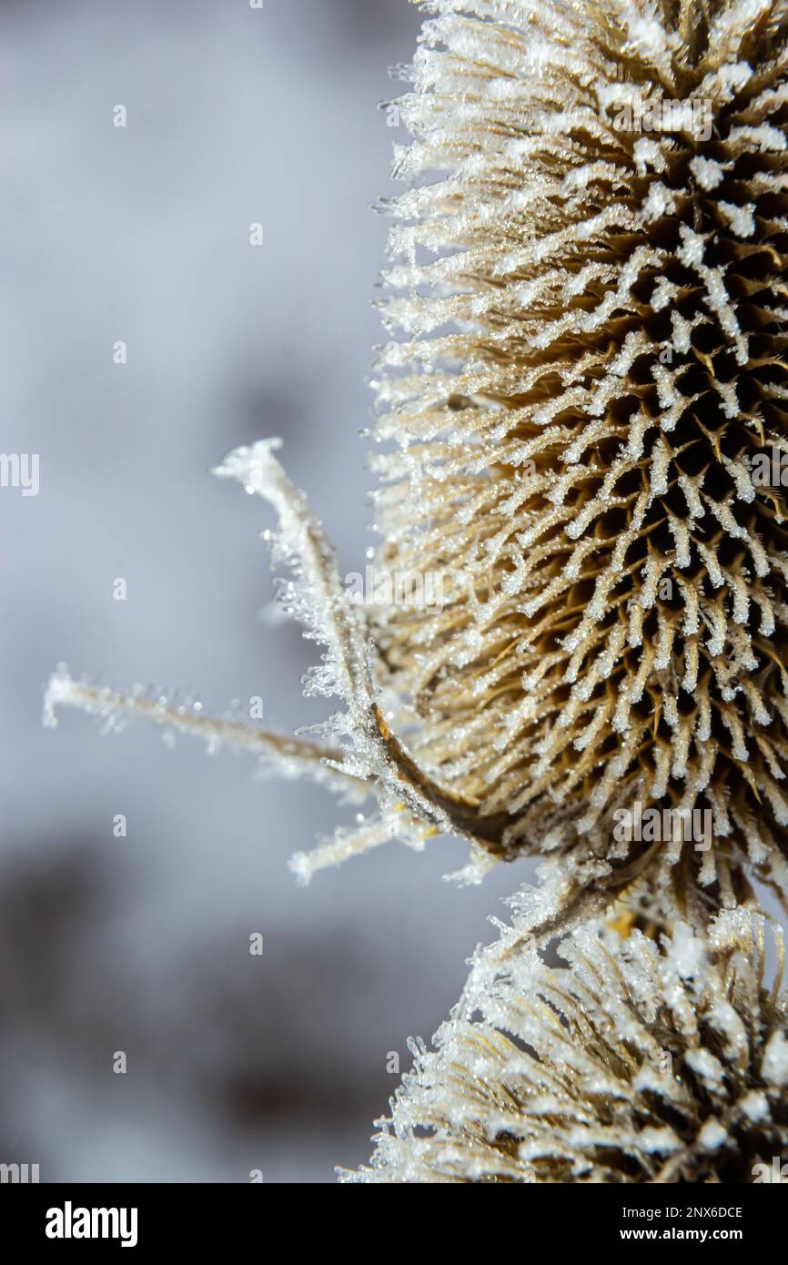 Wildes Teasel Dipsacus fullonum, bedeckt von einem Morgenfrost im Herbst. Frostiger, nebeliger Morgen im Winter, frostiges Wetter. Stockfoto