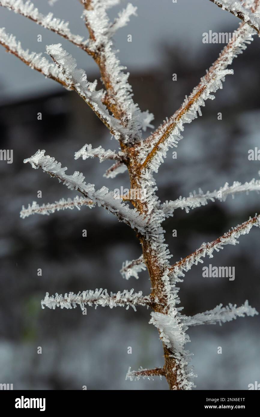 Frost auf einem Zweig, weiße Frostkristalle auf einem Zweig. Frostiger, nebeliger Morgen im Winter, frostiges Wetter. Stockfoto