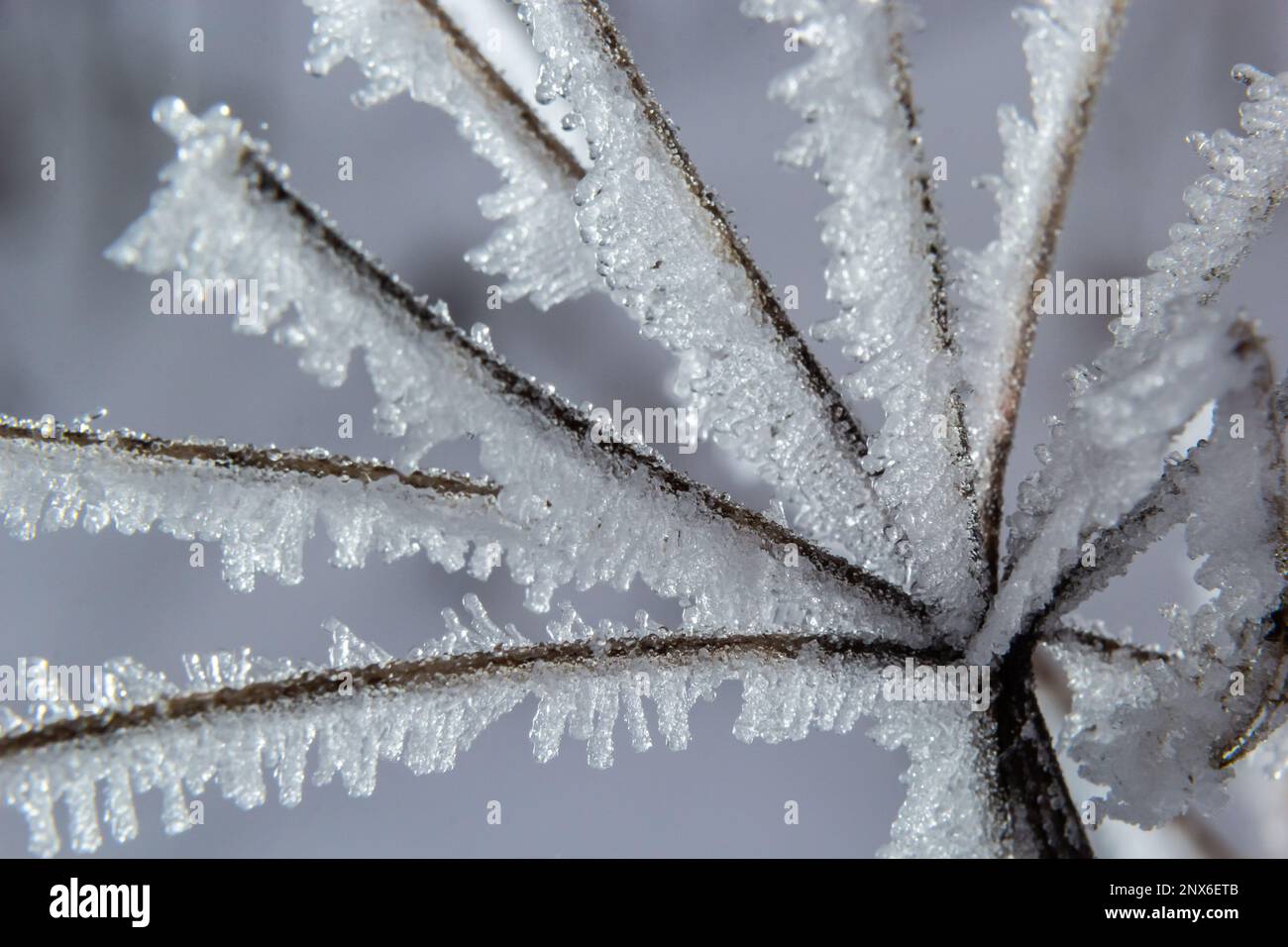 Frost auf einem Zweig, weiße Frostkristalle auf einem Zweig. Frostiger, nebeliger Morgen im Winter, frostiges Wetter. Stockfoto