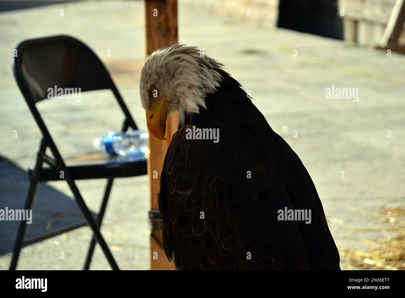 Porträt eines Weißkopfadlers. Es ist mit anderen Raptoren auf einem Platz in der Stadt Le Puy-en-Velay ausgestellt. Die Vögel werden für eine Show mit Raptoren verwendet. Stockfoto