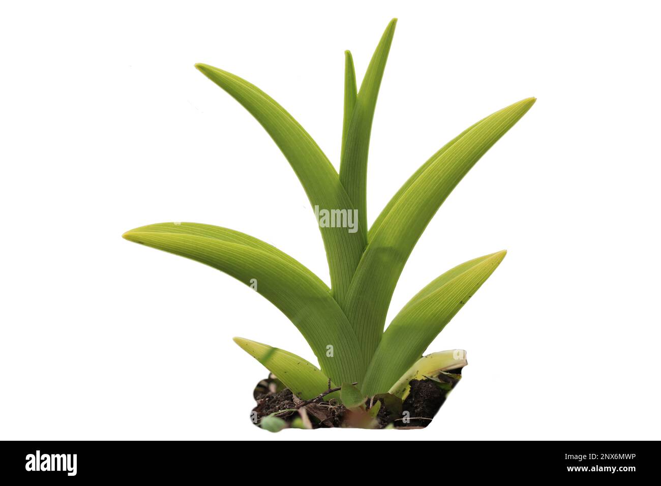 Junge Gräser und Blumen auf weißem Hintergrund. Stockfoto