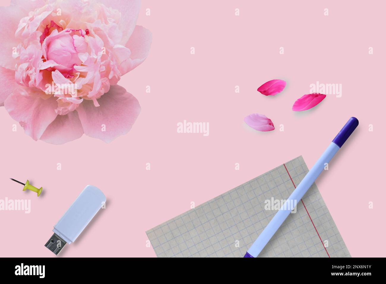 Femininer Arbeitsplatz: Leeres Blatt Papier, Stift, Flash-Laufwerk. Rosafarbene Pfingstrose und Blütenblätter auf rosa Hintergrund. Draufsicht. Stockfoto