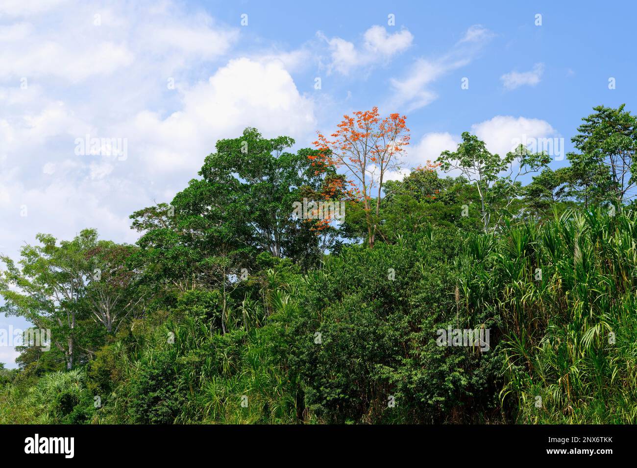 Amazonas tropischer Regenwald entlang des Rio Colorado, Peruanischer Amazonas, Peru Stockfoto