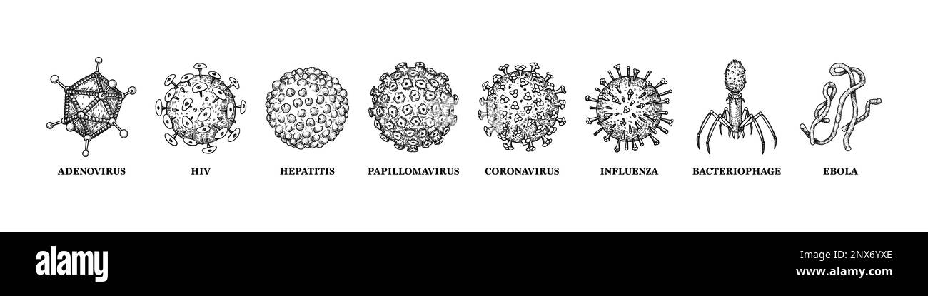 Viren mit Namen isoliert auf weißem Hintergrund. Verschiedene Typen mikroskopischer Mikroorganismen. Vektordarstellung im Skizzenstil Stock Vektor