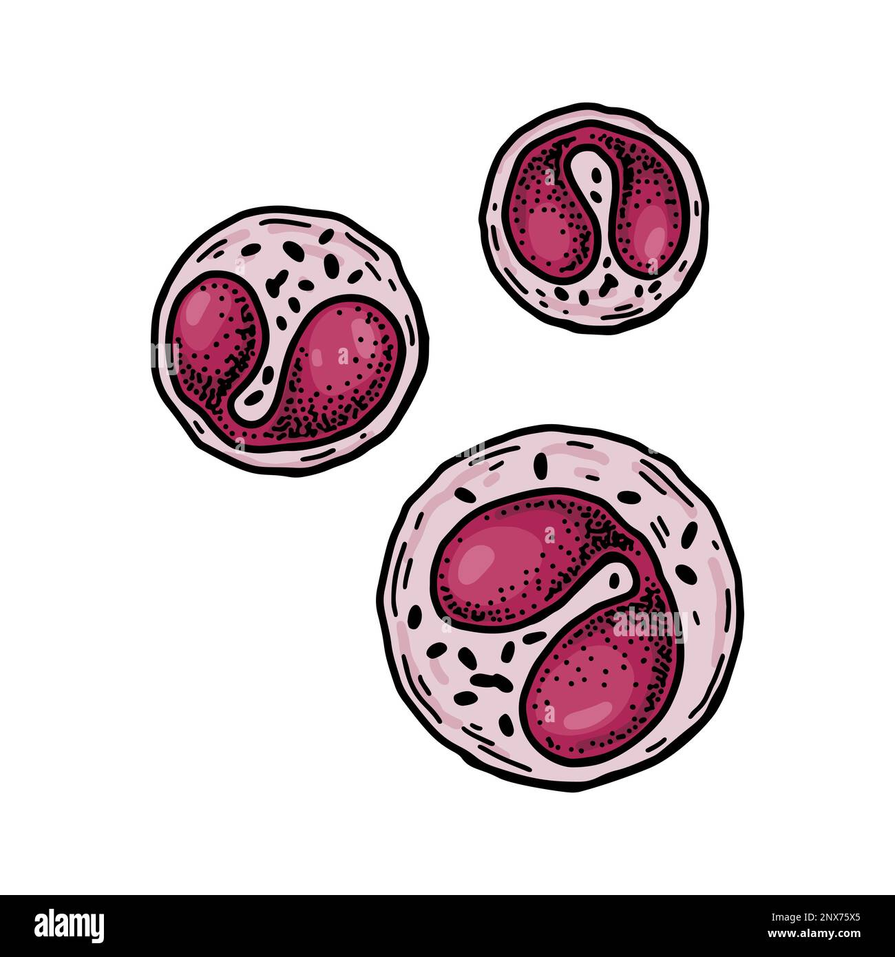 Eosinophile Leukozyten-weisse Blutzellen, isoliert auf weißem Hintergrund. Handgezeichnete mikrobiologische Vektordarstellung im Skizzenstil Stock Vektor