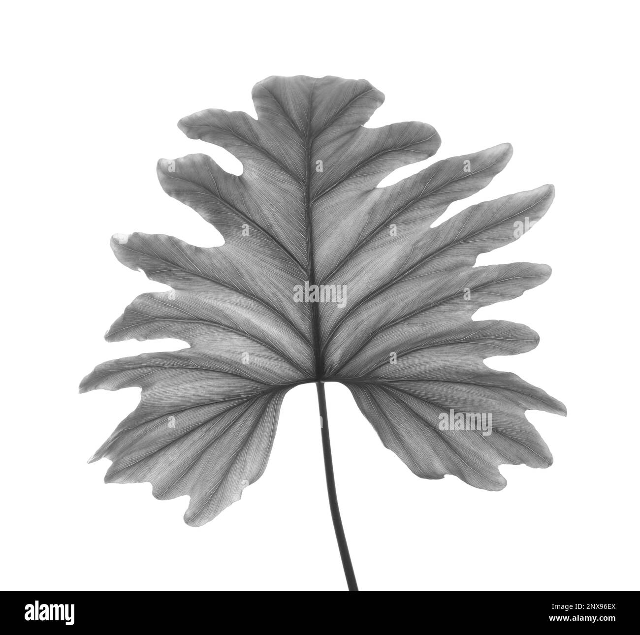 Tropisches Philodendron-Blatt auf hellem Hintergrund. Schwarzweißtöne Stockfoto