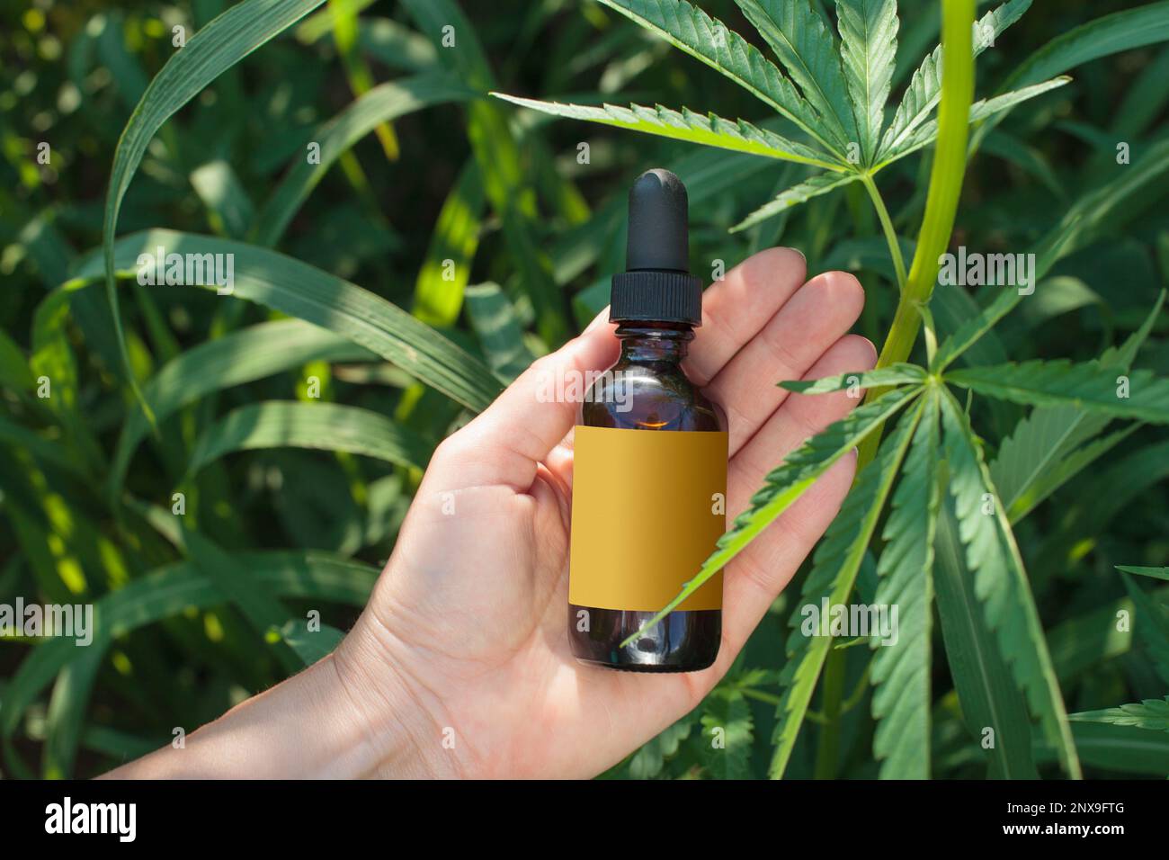 Bauernhände mit Flasche über Cannabispflanze. Leeres Etikett, konzeptionelles Bild CBD-Öl. Flach liegend fotografieren, verspotten. Stockfoto