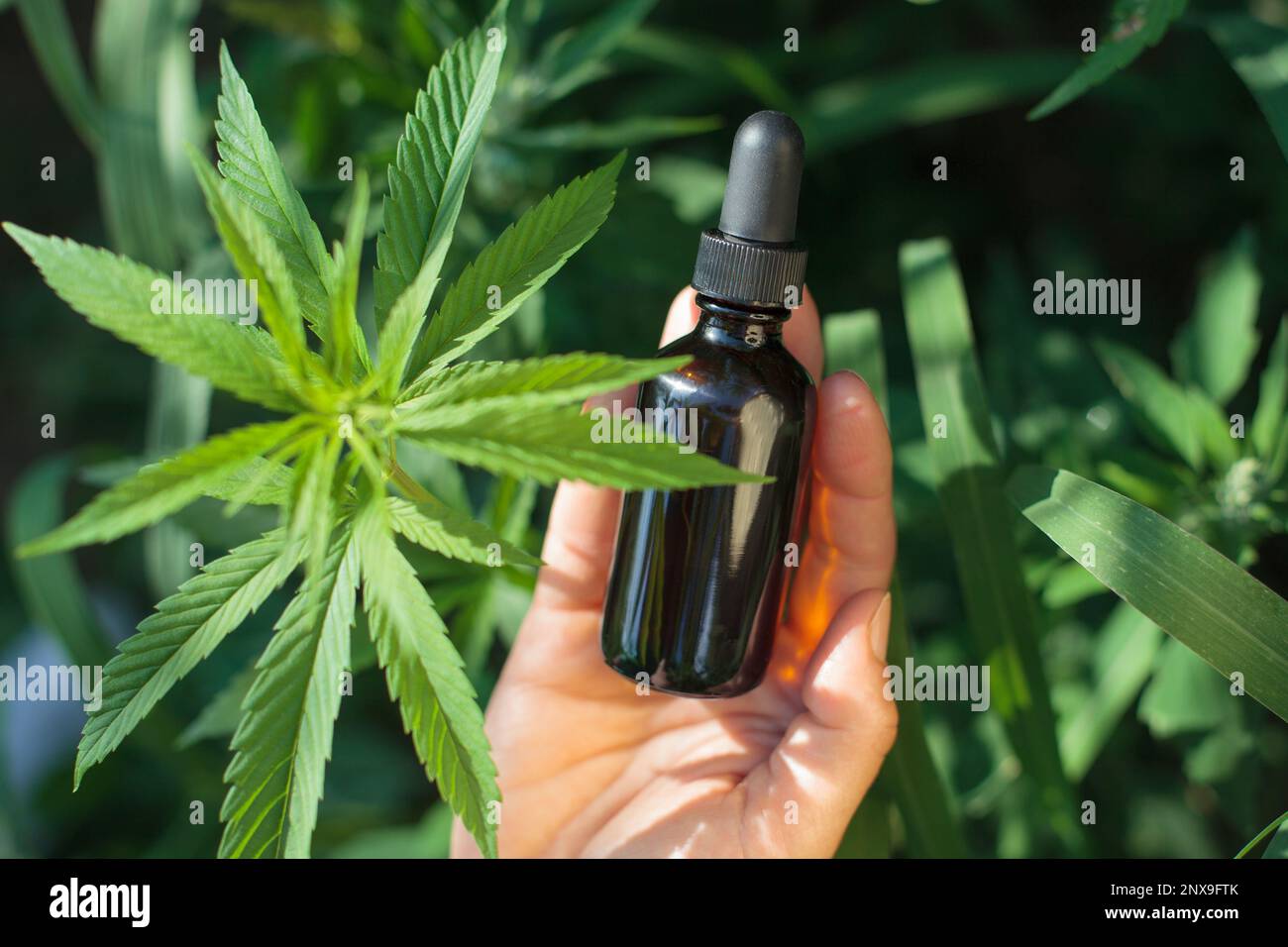 Bauernhände mit Flasche über Cannabispflanze. Draufsicht, Tageslicht. CBD-Öl-Konzeptbild, Modell. Flachlagenfotografie Stockfoto