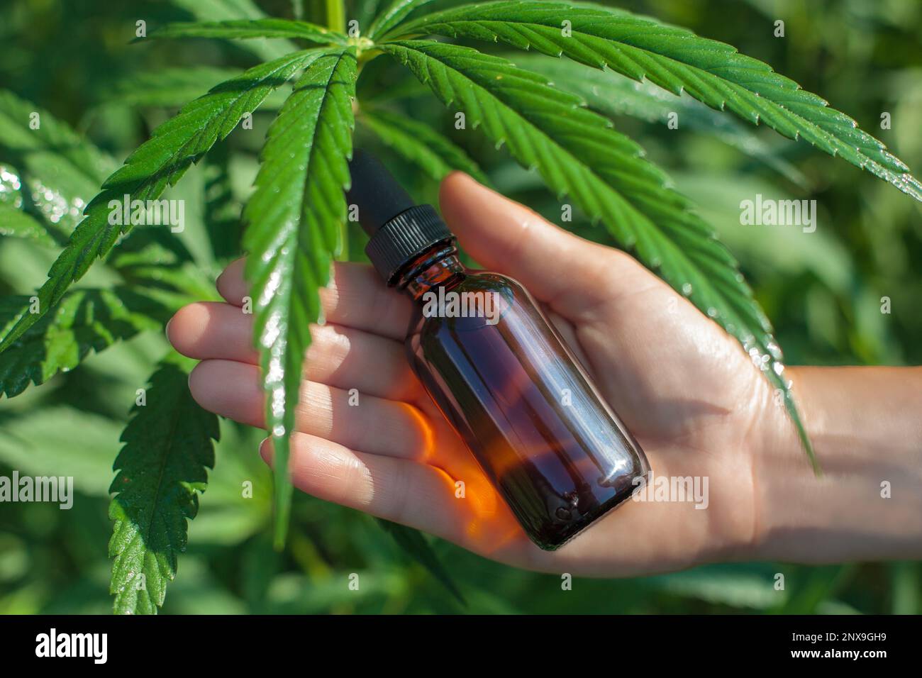 Medizinische Flasche mit Tropfer in der Hand vor dem Hintergrund von saftigen Trieben, Blättern von medizinischem Cannabis. Flachlagenfotografie Stockfoto