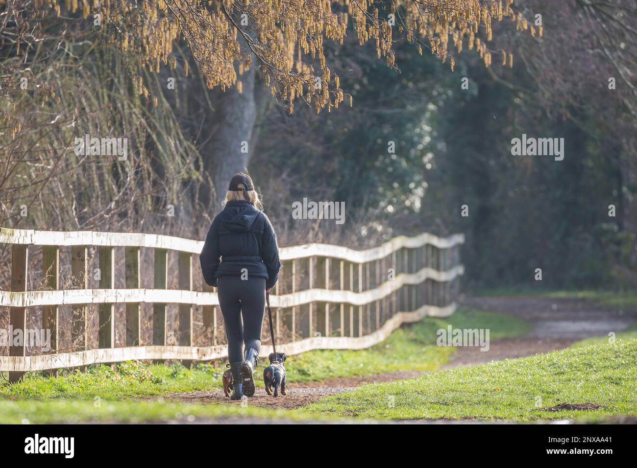 Rückansicht einer jungen Frau, die zwei kleine Hunde in einem britischen Park führt. Die Frau folgt einem Schotterweg entlang eines Holzzauns. Stockfoto