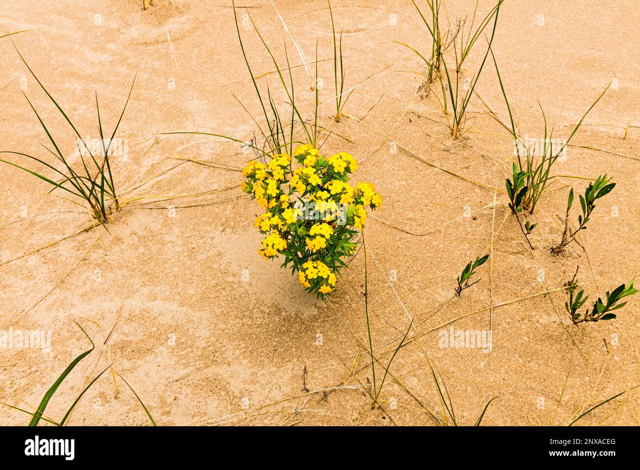 Dünen-Blume und Hary Puccoon (Lithospermum canescens) im Ludington State Park in der Nähe von Ludington, Michigan, USA Stockfoto