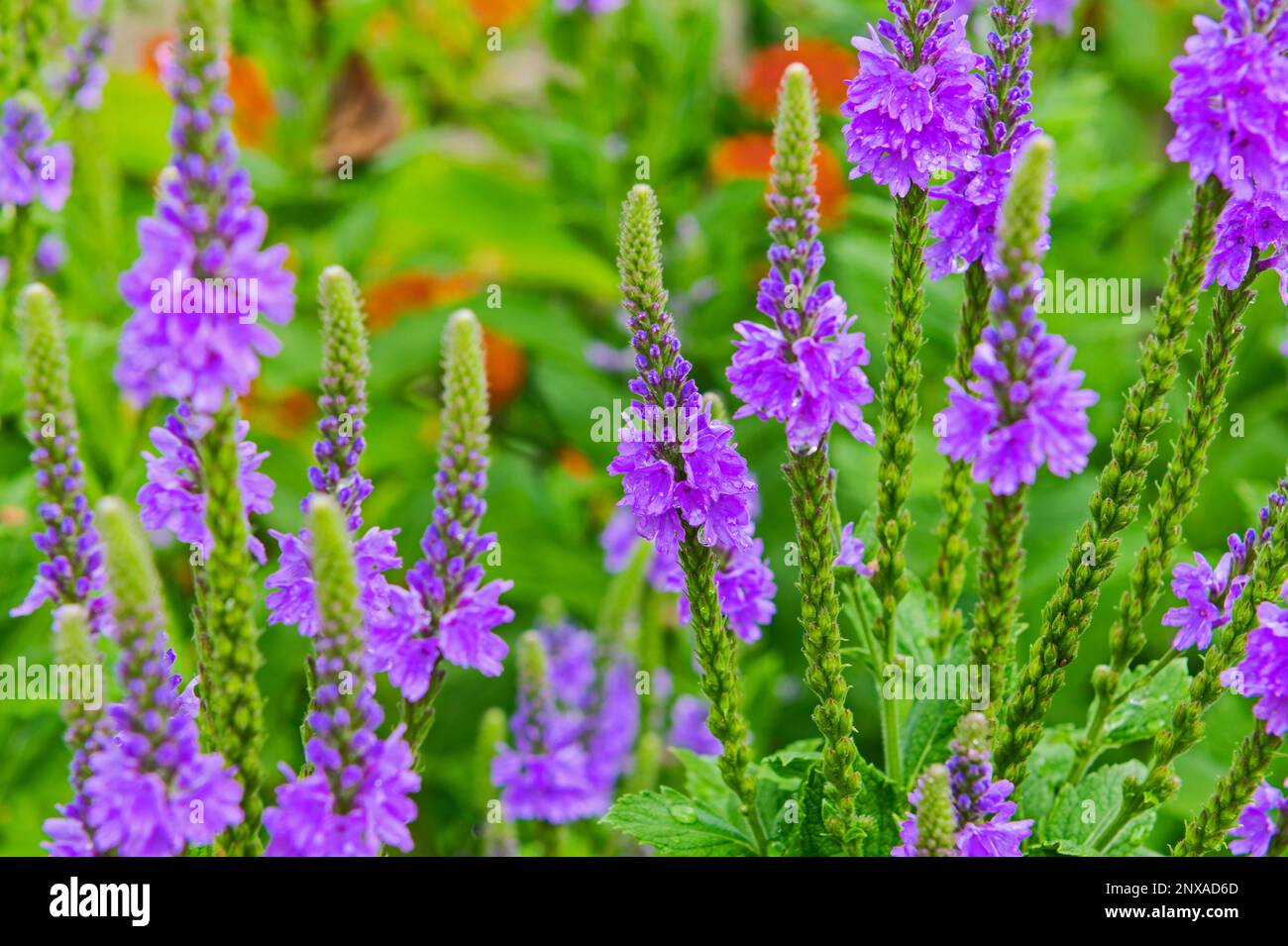 Wilder Blumengarten im Hinterhof -- Eisenkraut (Verbena stricta) in Ludington, Michigan, USA Stockfoto