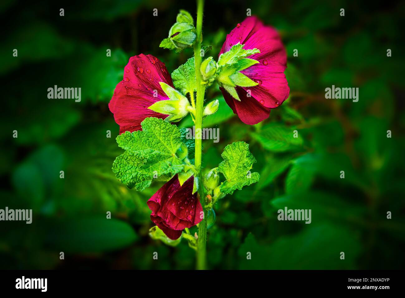 Tiefroter Hollyhock (Alcea spp.) in Ludington, Michigan, USA Stockfoto