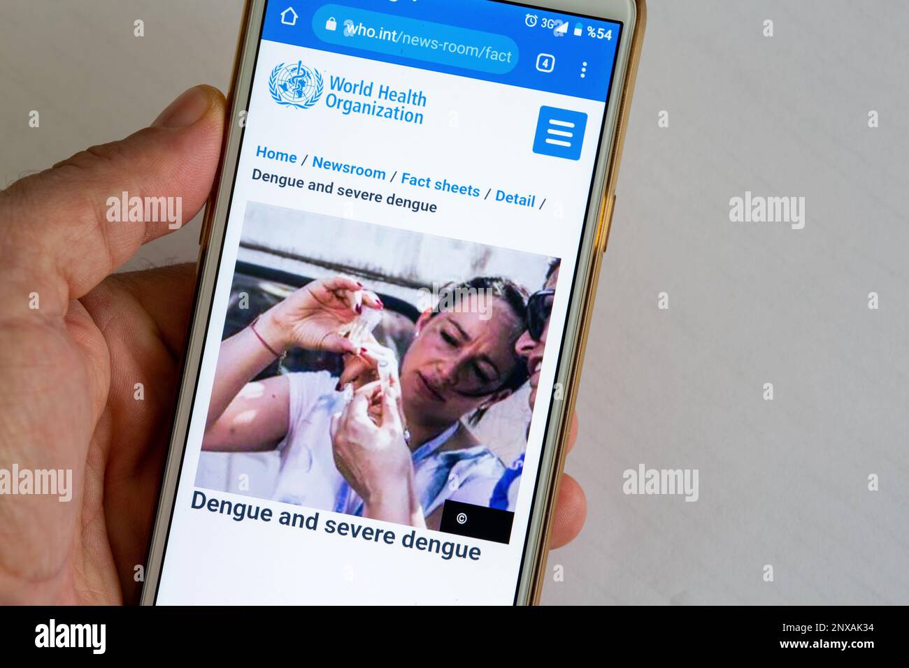 Eine Hand hält ein Mobiltelefon. Die Website der Weltgesundheitsorganisation (WHO) ist auf dem Mobiltelefon zugänglich. Bild von Dengue und schwerem Dengue. Stockfoto