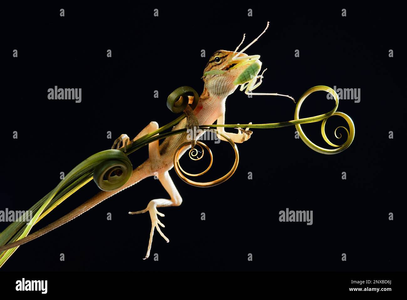 Nahaufnahme einer Eidechse auf einer Spiraltendril, die eine Orchideenvogel-Gottesantis frisst, Indonesien Stockfoto