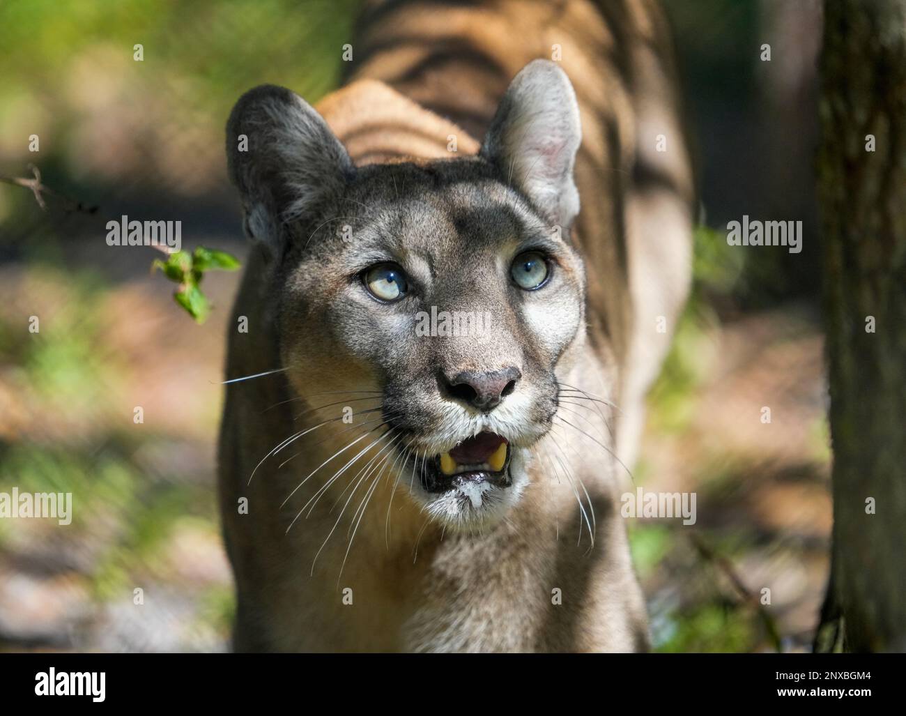 Neapel, Usa. 28. Februar 2023. 2/28/23 Naples, Florida Florida Panther im Naples Zoo in Naples, Florida Dienstag, 28. Februar 2023. Kredit: Jennifer Graylock/Alamy Live News Stockfoto