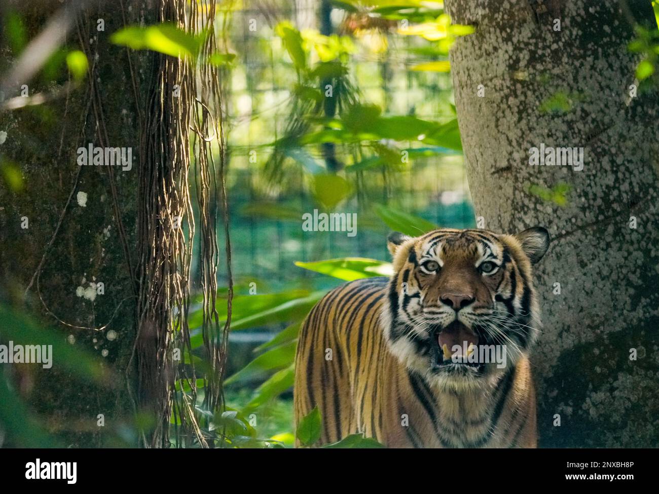 Neapel, Usa. 28. Februar 2023. 2/28/23 Naples, Florida Malayan Tiger im Naples Zoo Naples, Florida Dienstag, 28. Februar 2023. Kredit: Jennifer Graylock/Alamy Live News Stockfoto