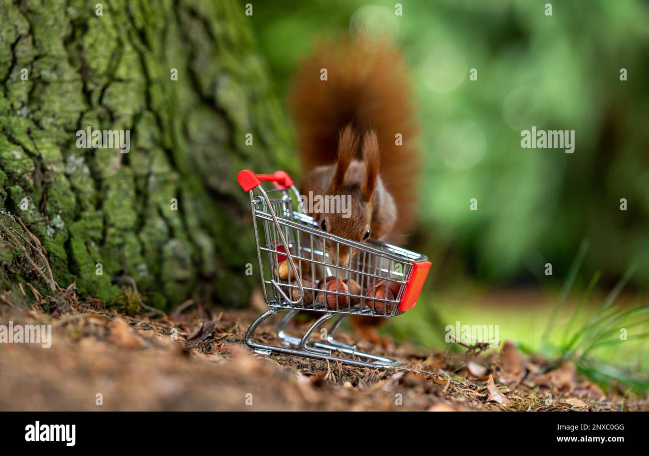 Europäisches Rothörnchen sammelt Haselnüsse in einem Einkaufswagen. Stockfoto