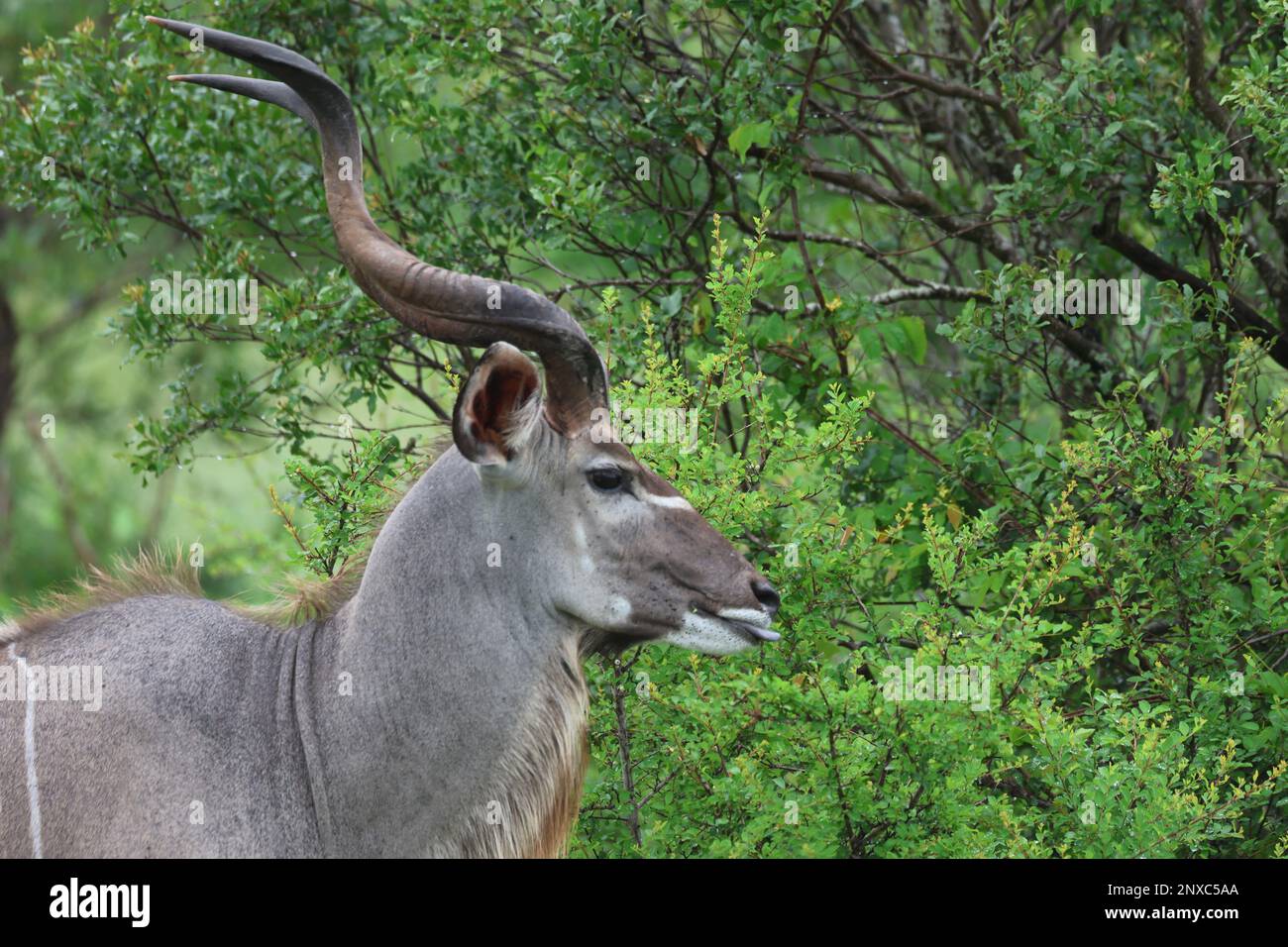 große kudu Stockfoto