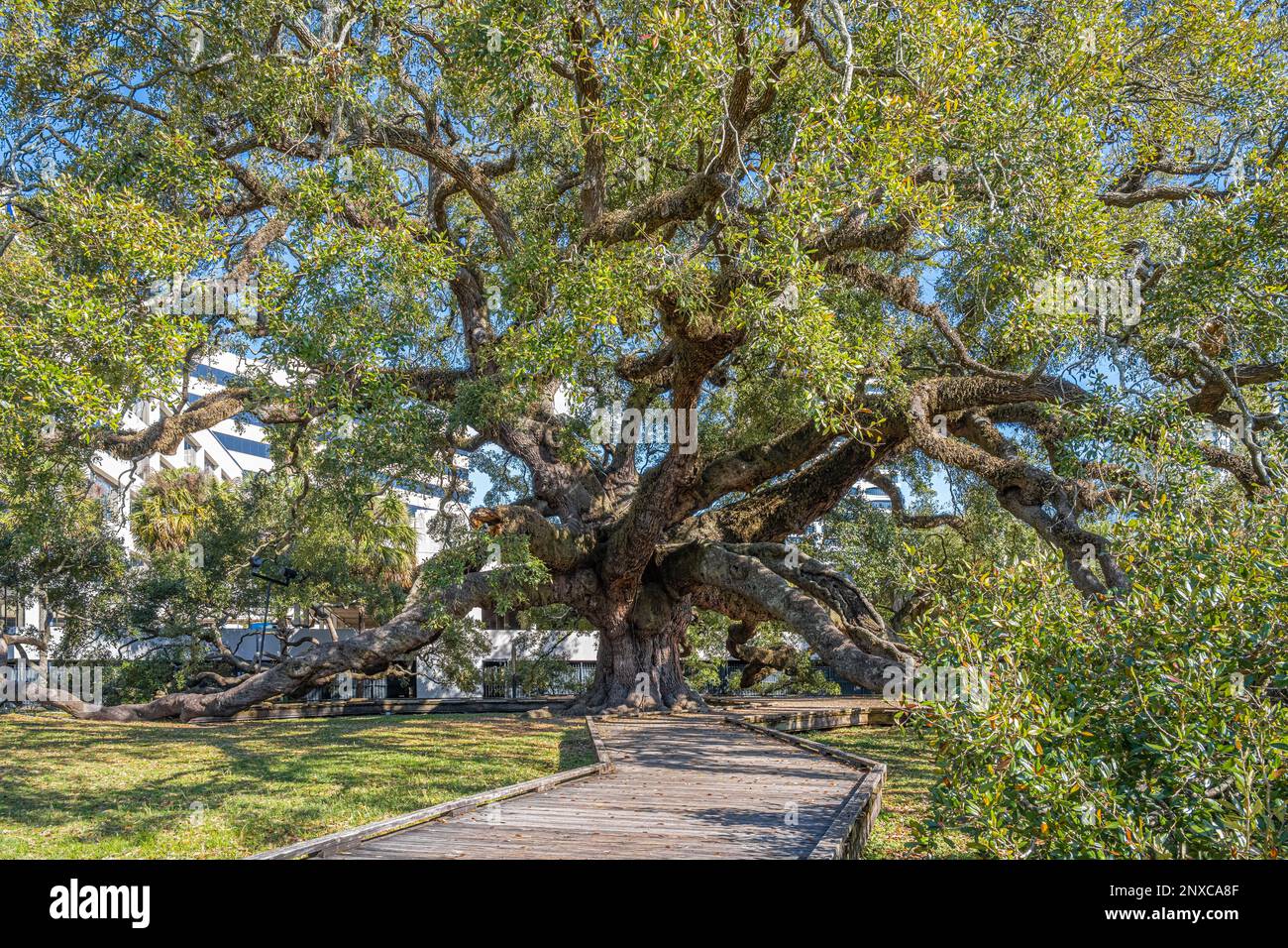 Im Jessie Ball DuPont Park im Zentrum von Jacksonville, Florida, gibt es einen riesigen, uralten Eichenbaum im Treaty Oak. (USA) Stockfoto