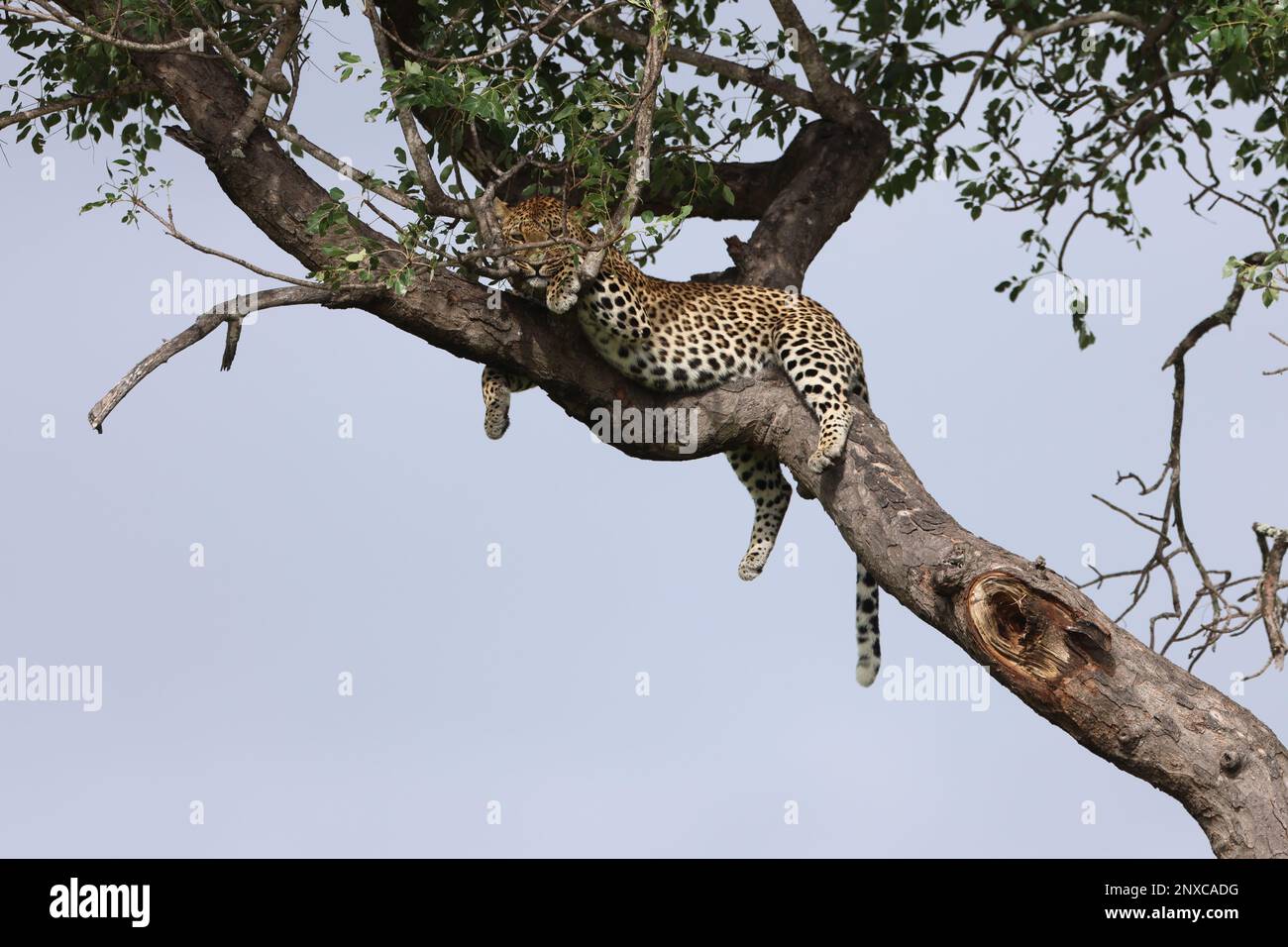 LEOPARD IM BAUM Stockfoto