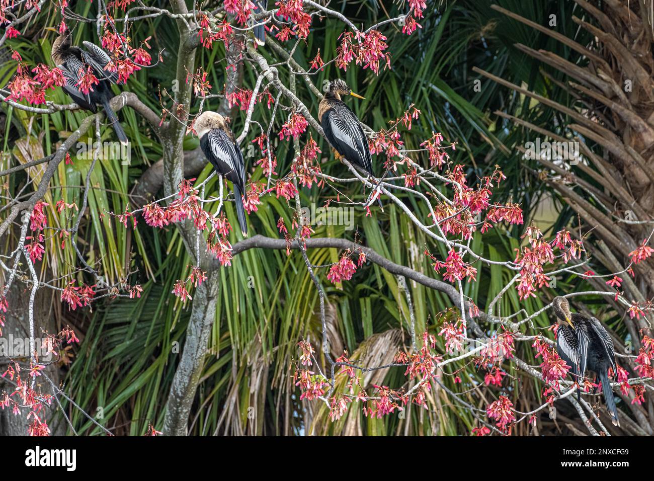 Anhingas (auch bekannt als Wassertruthühner, Schlangenvögel oder amerikanische Dartvögel) in einem blühenden Baum im Bird Island Park in Ponte Vedra Beach, Florida. (USA) Stockfoto