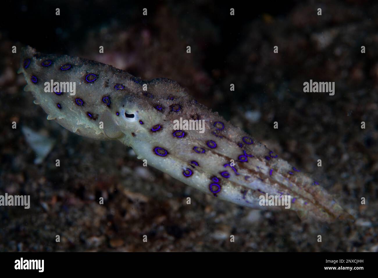 Ein blauer Ring-Oktopus kriecht auf dem Meeresboden eines Riffs in Lembrits, Indonesien. Dieser kleine, schöne Kopffüßer hat eines der wirksamsten Gifte, die bekannt sind. Stockfoto
