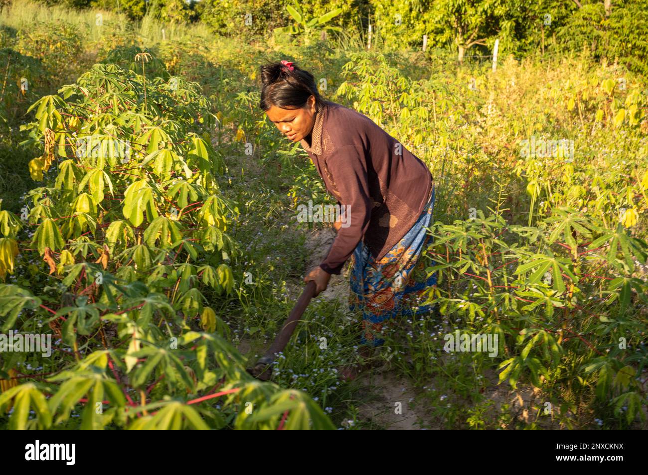 Eine Frau in einem ländlichen Dorf in der Provinz Siem Reap, Kambodscha, pflegt ihr Feld mit Kassava-Pflanzen. Stockfoto