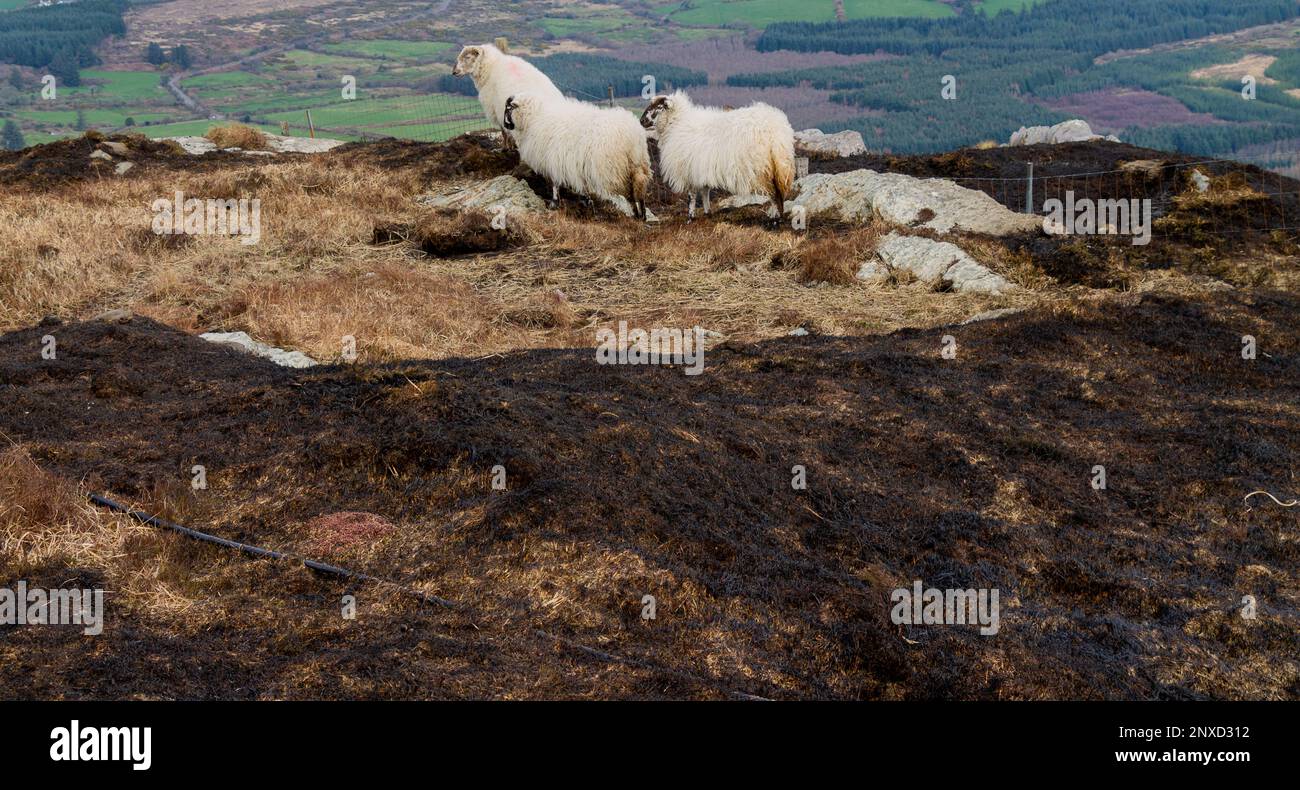Mount Gabriel West Cork Irland verbrannte die Erde, nachdem Gorse Fire die Bergvegetation verbrannte Stockfoto
